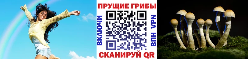 что такое   Ржев  Галлюциногенные грибы Psilocybine cubensis 