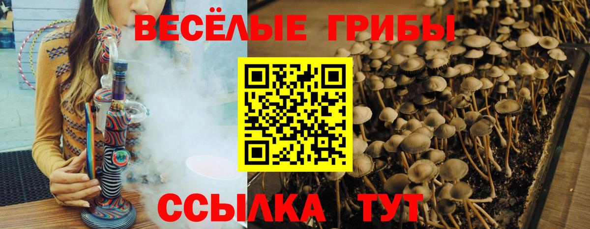 Ржев  Галлюциногенные грибы Psilocybine cubensis  Вход с VPN  Псилоцибиновые грибы GOLDEN TEACHER 